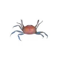 Pea-crab | Crustaceans Names 