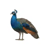 Peafowl