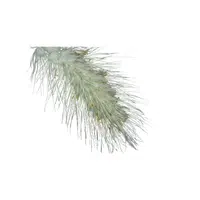 Pennisetum | Cereals Names 