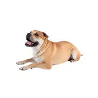 Perro de Presa Mallorquin 