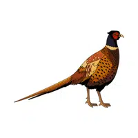 Pheasant | Woodland Animals Names
