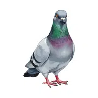 Pigeon