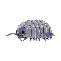 Pillbug | Crustaceans Names 