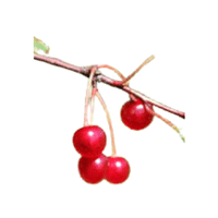 Pincherry