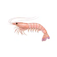 Pink-shrimp | Crustaceans Names