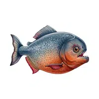 Piranha | Carnivorous Animals Names