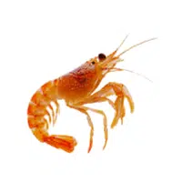 Pistol-shrimp | Crustaceans Names 