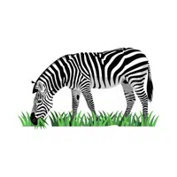 Plains Zebra | Endangered Animals Names