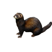 Polecat | Carnivorous Animals Names