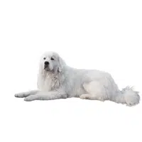 Polish Tatra Sheepdog | Guard Animals Names 