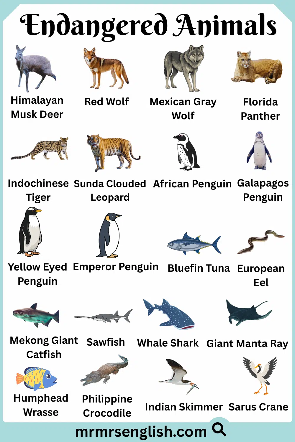 Popular Endangered Animals Names with Images
