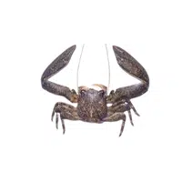 Porcelain-crab | Crustaceans Names 