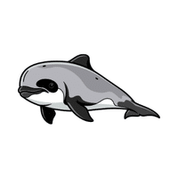 Porpoise | Carnivorous Animals Names