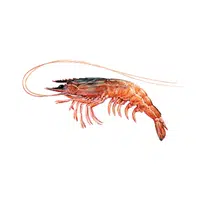 Prawn | Crustaceans Names 