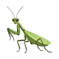 Praying Mantis | Carnivorous Animals Names