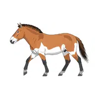 Przewalski Horse | Endangered Animals Names
