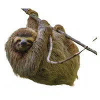 Pygmy Sloth