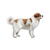 Pyrenean Mastiff | Guard Animals Names 