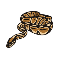 Python | Carnivorous Animals Names