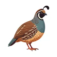 Quail | Woodland Animals Names