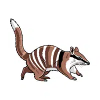 Quoll