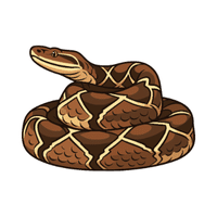 Rattlesnake