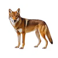 Red Wolf