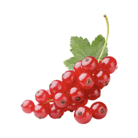 Redcurrant | Small Fruits Names