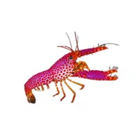 Reef-lobster | Crustaceans Names