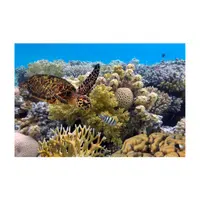 Reef | Landforms Names 