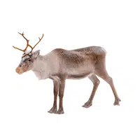 Reindeer