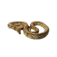 Reticulated Python | Largest Animals Names