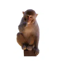 Rhesus Monkey 