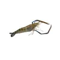 River-prawn | Crustaceans Names 