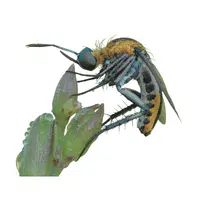 Robber Fly 