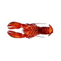 Rock-lobster | Crustaceans Names