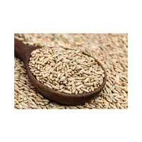 Rye | Cereals Names 