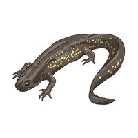 Salamander | Carnivorous Animals Names