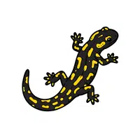 Salamander | Vertebrates Animals Names 