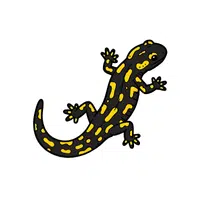 Salamander | Friendly Animals Names