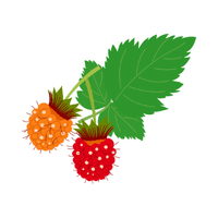 Salmonberry | Small Fruits Names