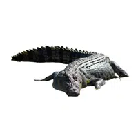 Saltwater Crocodile | Largest Animals Names