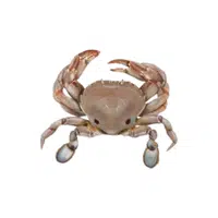 Sand-crab | Crustaceans Names 