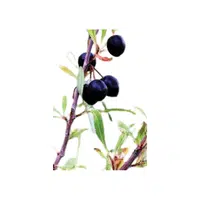 Sandcherry 