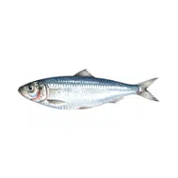 Sardine | Swimming Animals Names