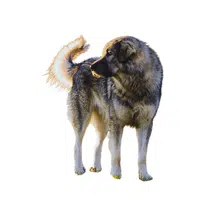 Sarplaninac | Guard Animals Names 
