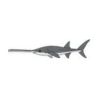 Sawfish