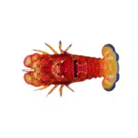 Scyllarides | Crustaceans Names 