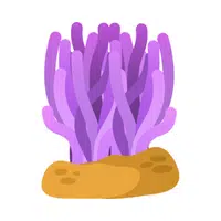 Sea Anemone