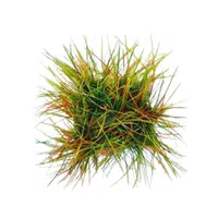Seashorepaspalum 